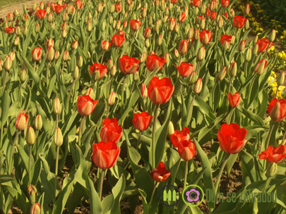 tulipany 2